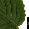 SpeciesSub: subsp. glomeratum